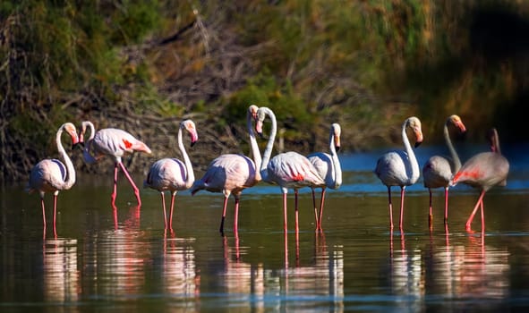 Flock of greater flamingo, phoenicopterus roseus, standing in the pond in Camargue, France