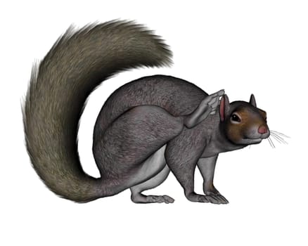 Squirrel scratching isolated in white background - 3D render