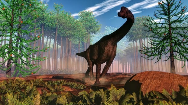 Brachiosaurus dinosaur walking in front of araucaria forest by day - 3D render