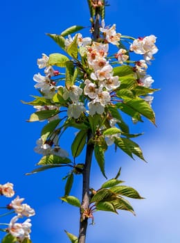 Wild, sweet, bird or gean cherry tree, prunus avium, flowers by beautiful day