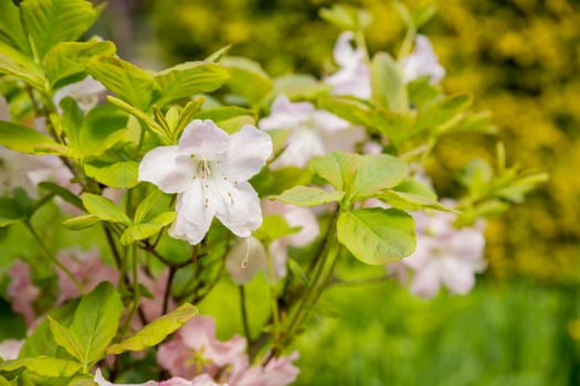 Bush of many delicate vivid pink flowers of azalea or Rhododendron plant in a sunny spring garden.Japanese pink Azalea flowers .