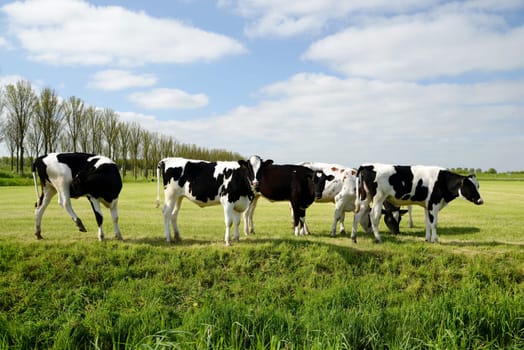 Cows in the pasture in Holland