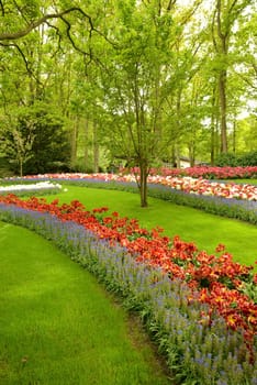 Flowering time at the Keukenhof in Holland,near Amsterdam.