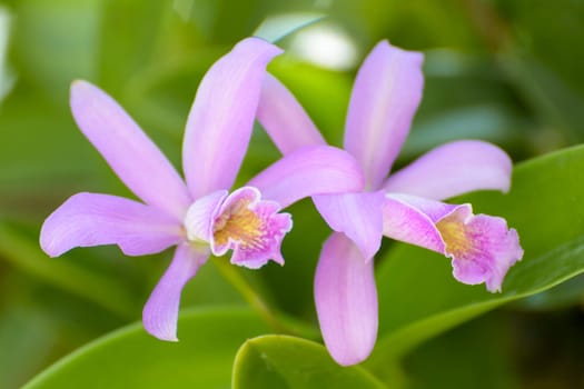 Cattleya is a genus of 113 species of orchids from Costa Rica and the Lesser Antilles south to Argentina. The genus was named in 1824 by John Lindley after William Cattley who received and was the first to bloom a specimen of Cattleya labiata.