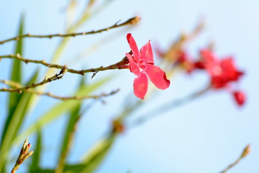 The flowers are pink. It's beautiful and very outstanding.