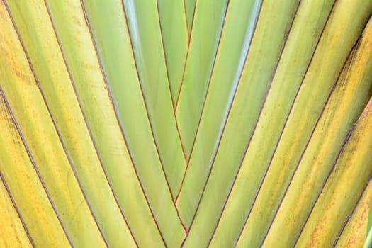 Ravenala is a plant that looks outstanding. Like palm leaves, banana stems ravenala a plant in the same family as the bird of paradise.