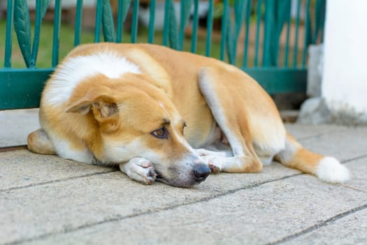 The dog is pet. The dog was the first domesticated animal and although it is said that the dog is man's best friend.