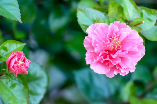 The flowers are pink. It's beautiful and very outstanding.