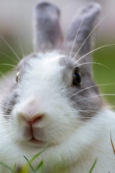 Rabbits are small mammals. Bunny is a colloquial name for a rabbit.