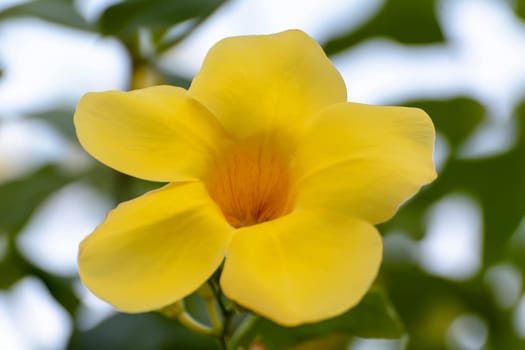 Allamanda cathartica is a species of flowering plant of the genus Allamanda in the family Apocynaceae. It is cultivated as an ornamental plant for its large, fragrant flowers. It is a vine that requires a trellis or a fence for support. It does not twine, nor does it have tendrils or aerial roots. It can be pruned into a shrub form. If not pruned it can sprawl to a height of 20 feet.