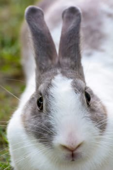 Rabbits are small mammals. Bunny is a colloquial name for a rabbit.
