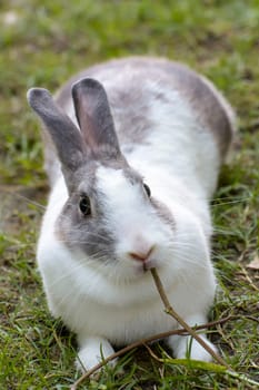 Rabbits are small mammals. Bunny is a colloquial name for a rabbit.