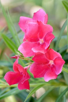 The flowers are pink. It's beautiful and very outstanding.