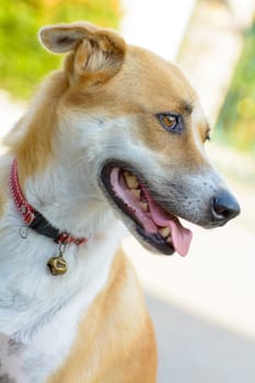 The dog is pet. The dog was the first domesticated animal and although it is said that the dog is man's best friend.