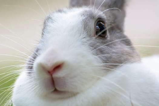 Rabbits are small mammals. Bunny is a colloquial name for a rabbit.