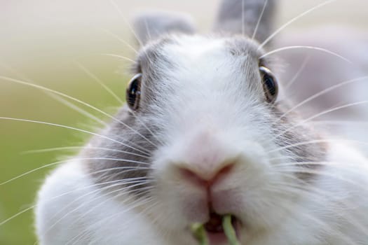 Rabbits are small mammals. Bunny is a colloquial name for a rabbit.