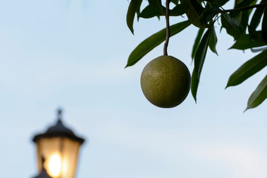 This picture is the fruit. It is art. It is feels lonely and beautiful.