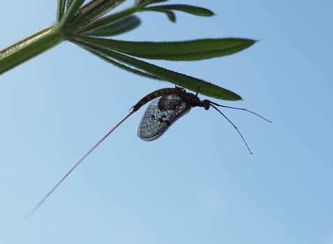 Large Danish Ephemera Fly