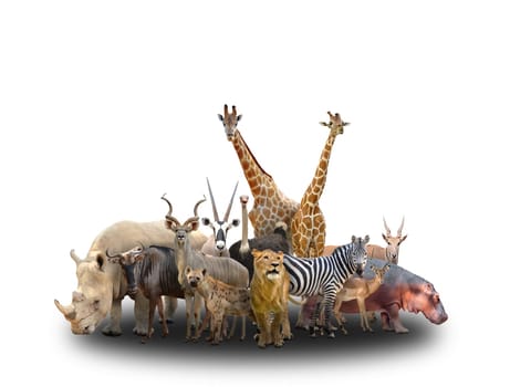 group of africa animals  on white background