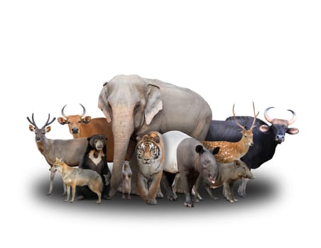 group of asia animals on white background