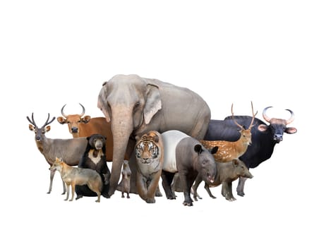 group of asia animals isolated on white background