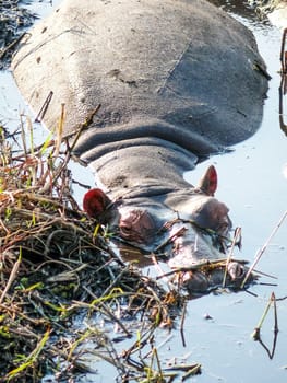 A big hippopotamus lies very relaxed an a shallow pool in the grassland while waiting for the sun to go down.