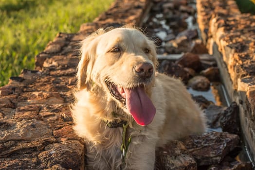 A female golden retriever takes a rest in a water trough, tired and thirsty from all the earlier running around.