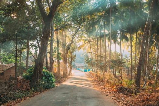 Goa, India. Country Road Through An Indian Village. Morning Dawn Haze Enveloped Palm Trees.