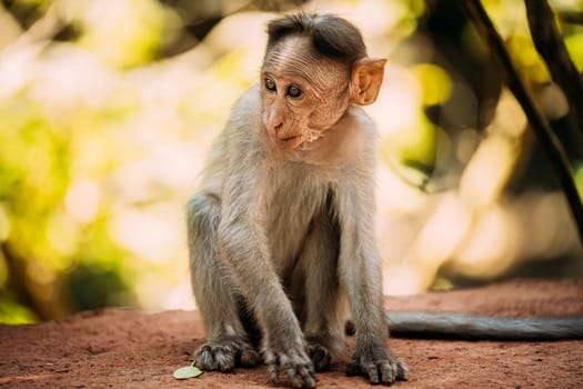Goa, India. Young Infant Bonnet Macaque - Macaca Radiata Or Zati Sitting On park Ground. Portrait Of Cub. Monkey