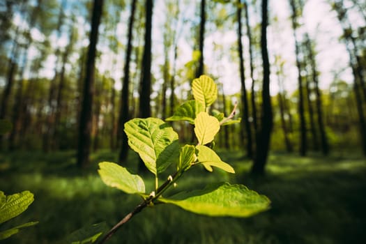 Growing Small Young Branch With Spring Green Leaves. Fresh Vegetation. Summer Sunny Day. Wide Angle.