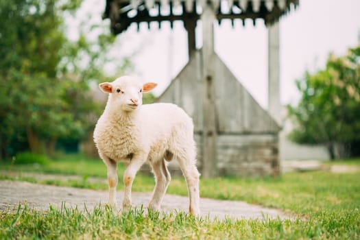 Domestic Small Sheep Lamb Grazing Feeding In Village Yard. Sheep Farming.