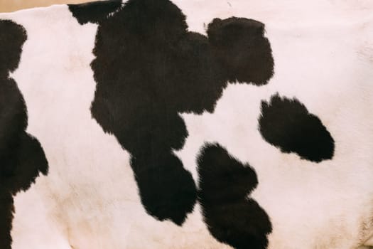 Close Up Skin With Black Spots of a Whitte Cow. Farm Animal.