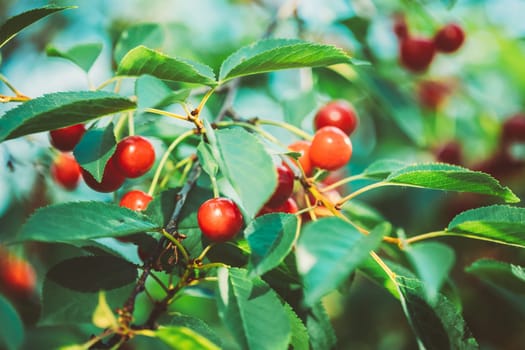 Red Ripe Cherry Berries Prunus subg. Cerasus on tree In Summer Vegetable Garden.