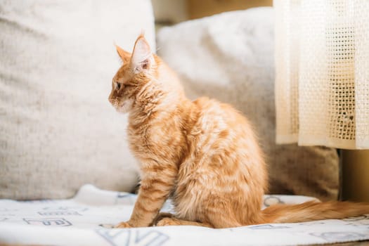 Funny Curious Young Red Ginger Maine Coon Kitten Cat Sitting At Home Sofa. Coon Cat, Maine Cat, Maine Shag.