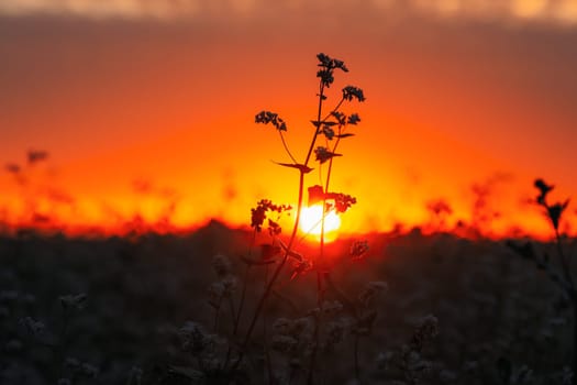 Summer Sun Shining Through Young Fagopyrum flowering plant Sprouts. Sunset Sunrise Sun. Close up. Green manure From Family Polygonaceae.