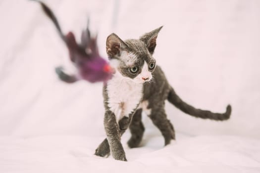 Funny Curious Young Gray Devon Rex Kitten Sitting At Home Sofa. Short-haired Cat Of English Breed.