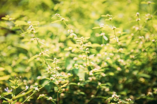 Goa, India. Flower Of Cymbopogon, Also Known As Lemongrass Or Barbed Wire Grass In Sunny Light.