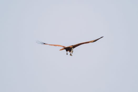 Goa, India. Brahminy Kite Throwing Crab In Flight In Blue Sky.