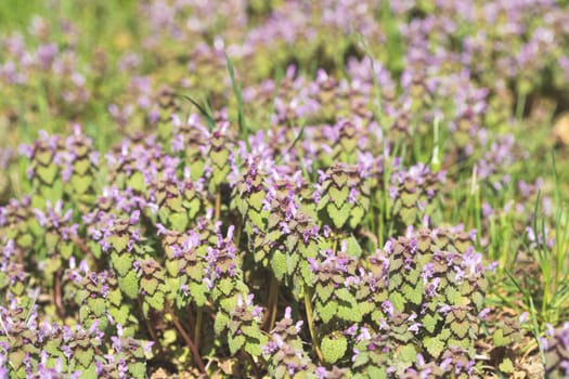 Violet Flowers Of Lamium Purpureum In Summer Field Meadow With Blurred Background.