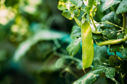 Fresh Vegetable Organic Green Beans Growing on branch of bush In Vegetable Garden.