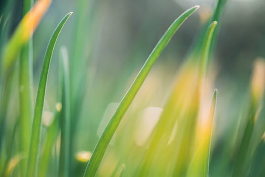 Scallions Or Green Onions, Spring Onions, Or Salad Onions. Young Spring Green Leaf Leaves Growing In Vegetable Garden. Healthy Vegetable.
