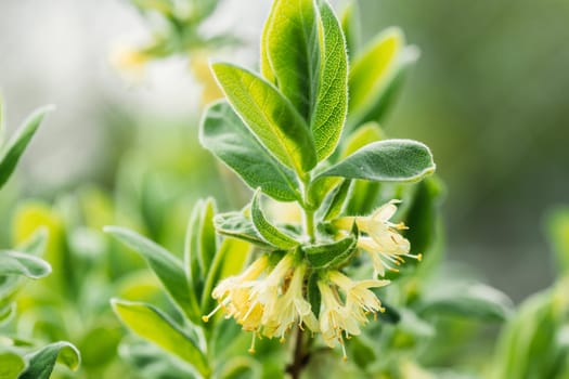 Young Spring Green Leaf Leaves And Unblown Buds Of Honeysuckles, Lonicera Growing In Vegetable Garden.