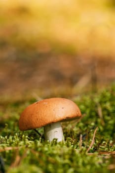 Boletus edulis Bull In Autumn Forest In Belarus. Mushroom In Sunset Autumn Forest In Belarus.