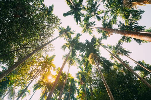 Goa, India. Bottom View Of Sun Shine Through Tropical Green Vegetation And Palm Trees. Summer Sunny Day. Wide Angle.