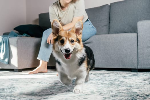 Curly haired glad, cheerful barefoot woman with dog corgi sitting, relaxing and playing on floor in comfortable living room, near sofa. Active and healthy animal, healthcare. Weekend leisure activity