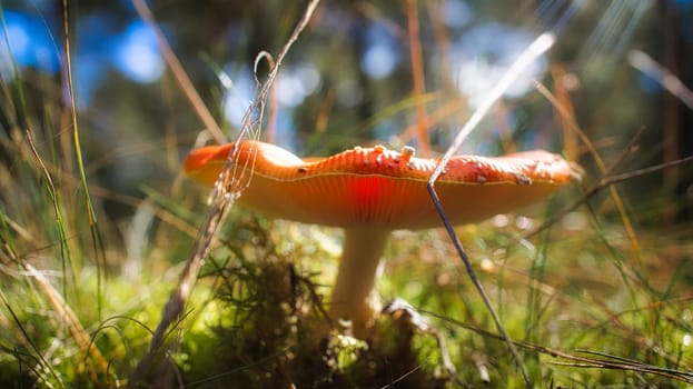 Toadstool, blurry and dreamy, in the grass in the forest. Poisonous mushroom. Red hat with white spots. Close up from nature in forest