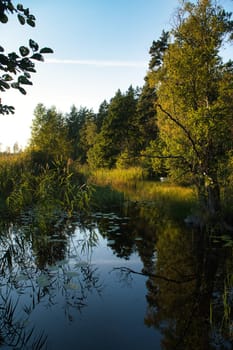 On a lake in Sweden, with water lilies and reeds. In the background forests and blue sky. Nature shot from the north