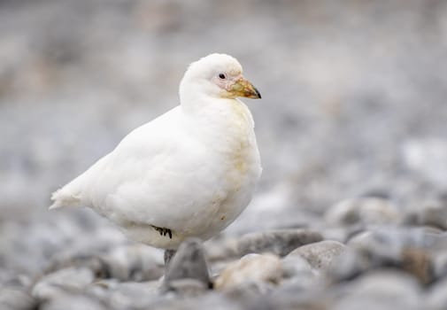 White-faced sheathbill (Chionis albus) on Half Moon Island, Antarctica