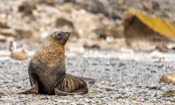 Antarctic fur seal (Arctocephalus gazella) in the South Shetland Islands off Antarctica