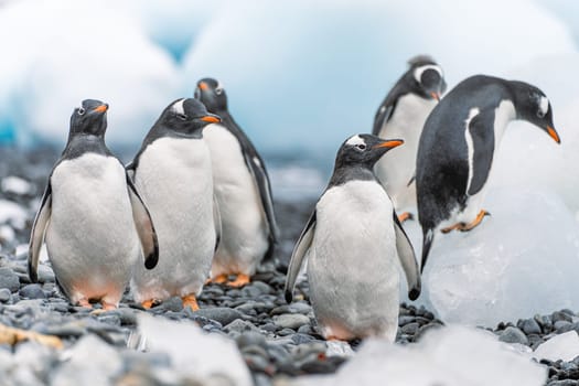Gentoo penguin (Pygoscelis papua) on Half Moon Island in the South Shetland Islands off Antarctica